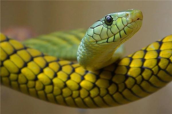 如何取名_馮爺爺