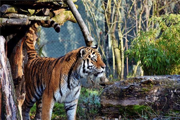 仲丘的姓名打分結(jié)果_仲丘五行分析  第1張